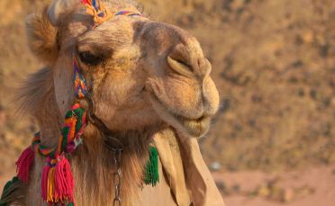 Египет с полет до Хургада - мини почивка в Хургада, круиз по Нил и екскурзия в Кайро с вътрешен полет 2026